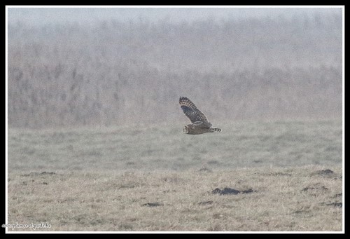 Hibou des marais